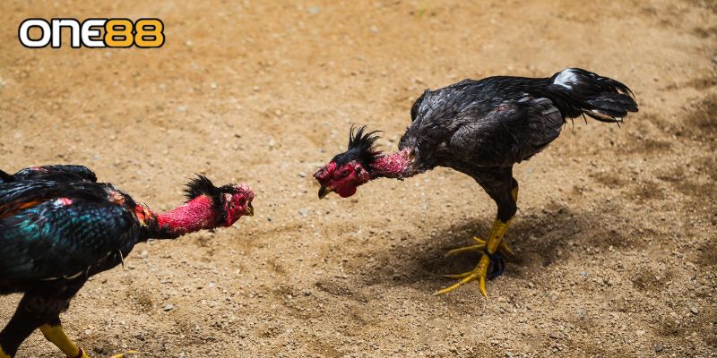 Một vài điểm cần lưu ý khi tham gia đá gà Thomo